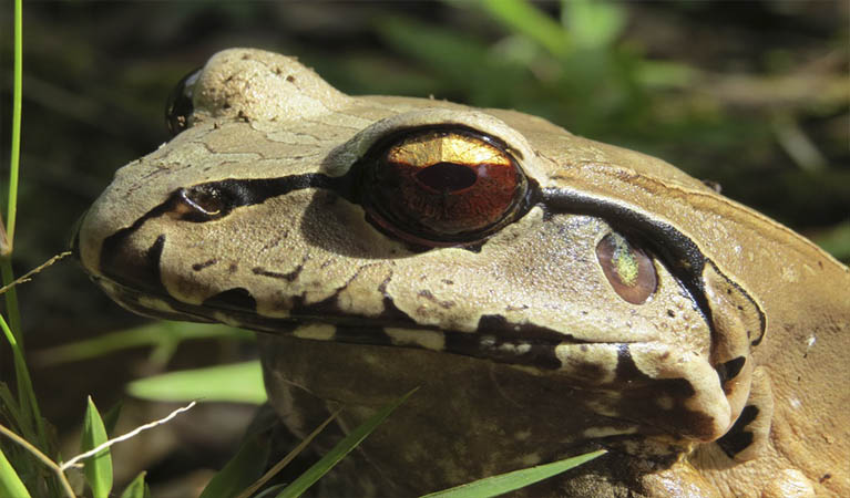 cuyabeno  reserve