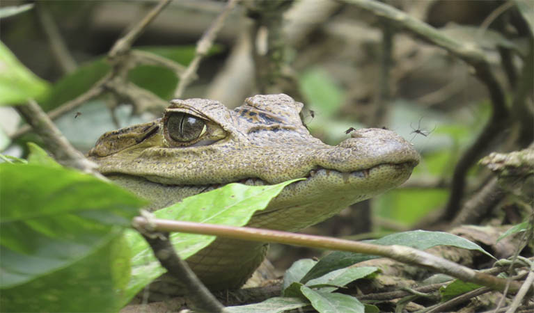 cuyabeno Biodiverse reserve